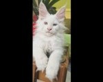 Maine Coon mačići